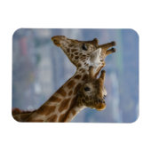 Giraffes Neck und Neck Magnet (Horizontal)