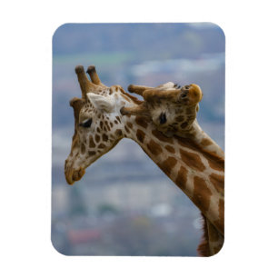 Giraffes Neck und Neck Magnet