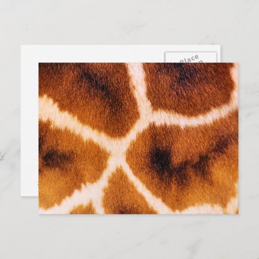 GIRAFFES POSTKARTE (Vorne/Hinten)