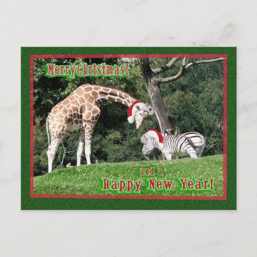 Giraffezebra-Weihnachten Feiertagspostkarte (Vorderseite)