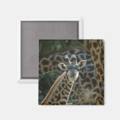 Giraffkalb mit Giraffen Magnet (Vorderseite/Rückseite)