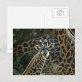 Giraffkalb mit Giraffen Postkarte (Vorne/Hinten)