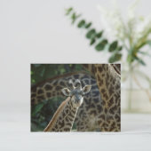 Giraffkalb mit Giraffen Postkarte (Stehend Vorderseite)