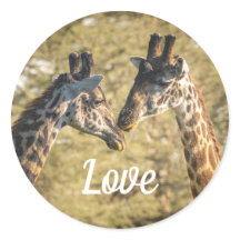 Giraffs auf der Liebe