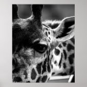 Giraffs Eye Poster (Vorne)