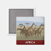 Giraffsafari Magnet (Vorderseite/Rückseite)
