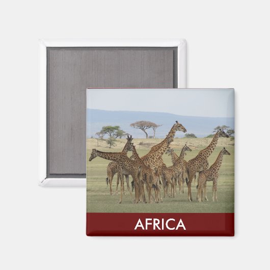 Giraffsafari Magnet (Vorderseite/Rückseite)