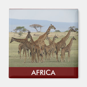 Giraffsafari Magnet