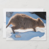 Girls First Birthday Blue Quokka Australien Foto Einladung (Rückseite)