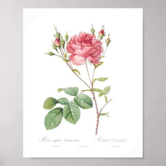 Girly Beautiful Rose Princess Garden Poster (Vorne)