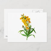 Giroflee Jaune von Pierre Joseph Redoute Postkarte (Vorne/Hinten)