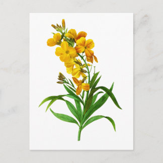 Giroflee Jaune von Pierre Joseph Redoute Postkarte