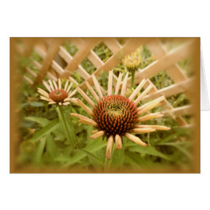 Gitter Coneflowers