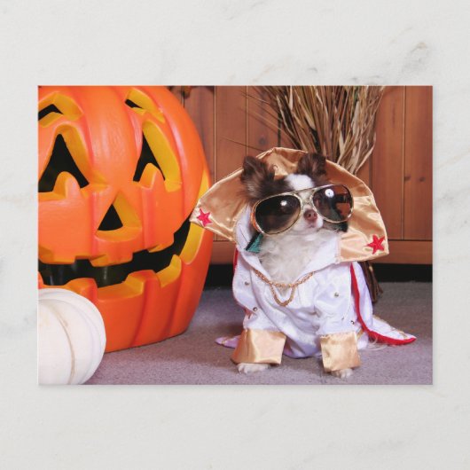 Gizmo - Chihuahua - Thomas Postkarte (Vorderseite)