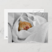 Gizmo Postkarte (Vorne/Hinten)