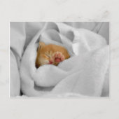 Gizmo Postkarte (Vorderseite)