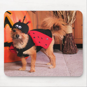 Gizzy - YorkiePom - Burbridge Mousepad