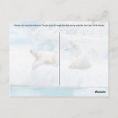 Glacier Bears - Postkarte (Rückseite)