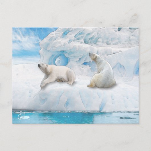 Glacier Bears - Postkarte (Vorderseite)