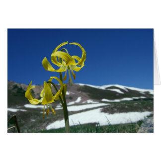 Glacier Lily