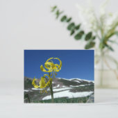 Glacier Lily Postkarte (Stehend Vorderseite)