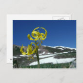 Glacier Lily Postkarte (Vorne/Hinten)