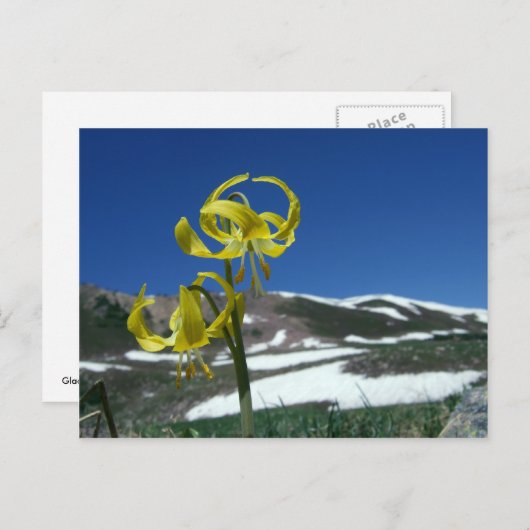 Glacier Lily Postkarte (Vorne/Hinten)