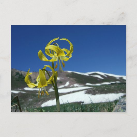 Glacier Lily Postkarte (Vorderseite)