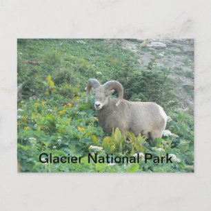 Glacier Natal Park - Gletscherschaf Postkarte