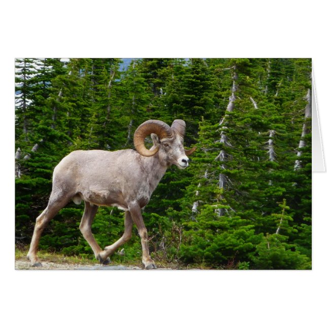 Glacier National Park, Montana (Vorderseite (Horizontal))