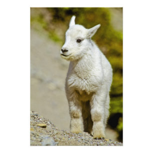 Glacier National Park, Montana, USA, Mountain Fotodruck