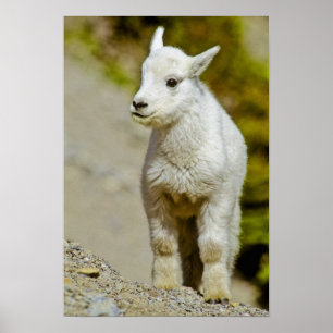 Glacier National Park, Montana, USA, Mountain Poster