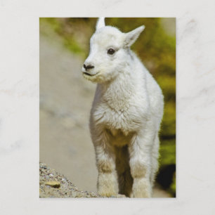 Glacier National Park, Montana, USA, Mountain Postkarte