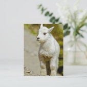 Glacier National Park, Montana, USA, Mountain Postkarte (Stehend Vorderseite)