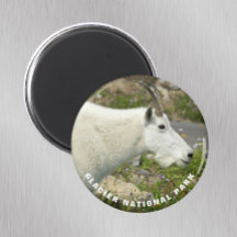 Glacier National Park Mountain Goat Foto