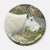 Glacier National Park Mountain Goat Foto Magnet (Vorne)