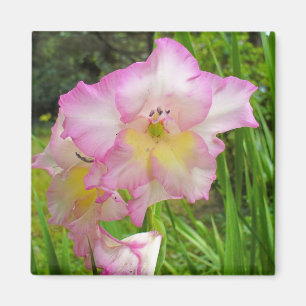 Gladiola Magnet
