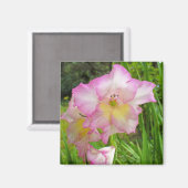 Gladiola-Magnet Magnet (Vorderseite/Rückseite)