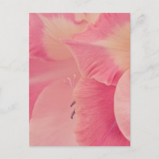Gladiola Petals Postkarte (Vorderseite)
