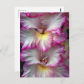 Gladiola Schönheit            Postkarte (Vorne/Hinten)