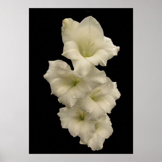 Gladiolas Poster (Vorne)