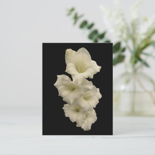 Gladiolas Postkarte (Stehend Vorderseite)