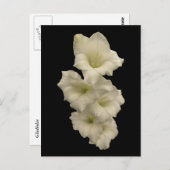 Gladiolas Postkarte (Vorne/Hinten)