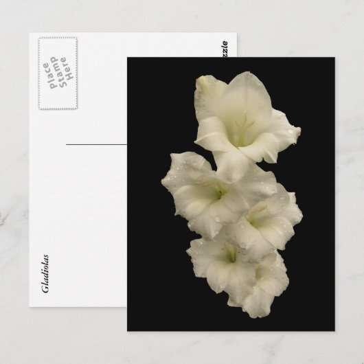 Gladiolas Postkarte (Vorne/Hinten)