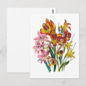 Gladiolen Postkarte (Vorne/Hinten)