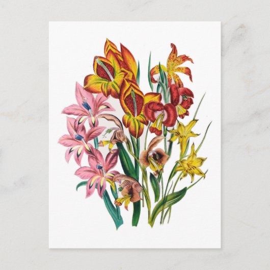 Gladiolen Postkarte (Vorderseite)