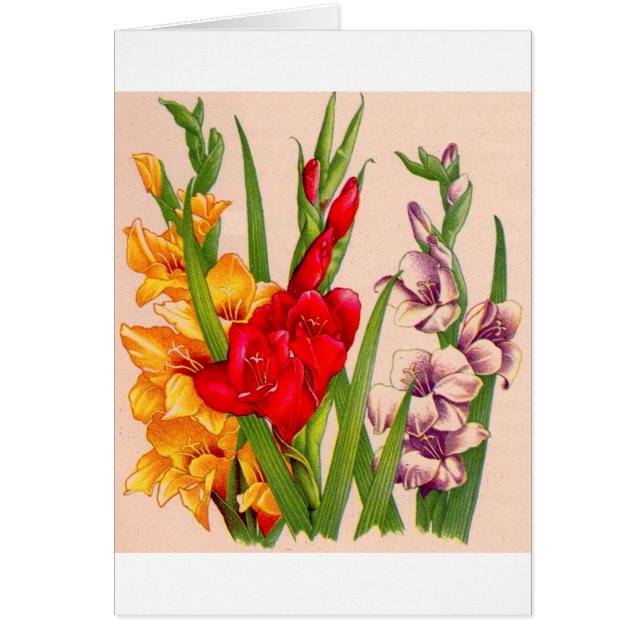 Gladioli-Blume Gladioli-Blume (Vorne)