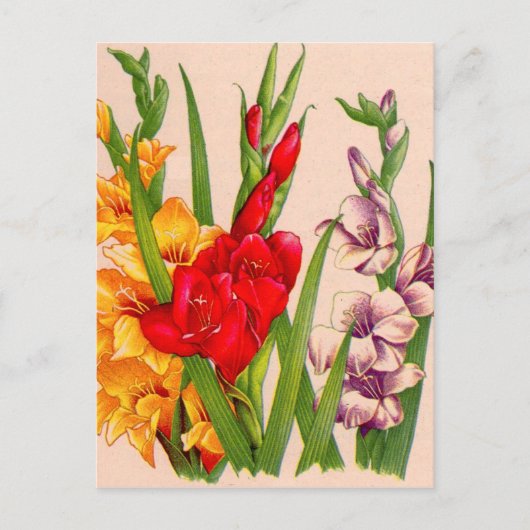 Gladioli-Blume Gladioli-Blume Postkarte (Vorderseite)