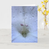 Gladioli, Karte (Gelbe Blume)