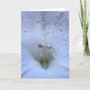 Gladioli, Karte